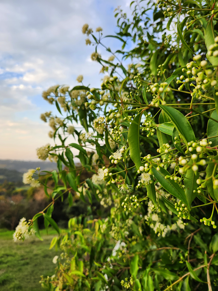 flowering anise myrtle 